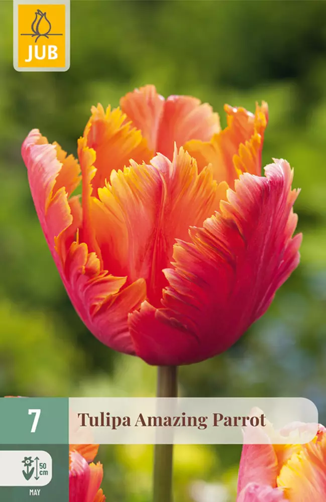 Tulppaani Amazing Parrot 7 kpl/pkt - Tulppaanit - 8712438998393 - 1