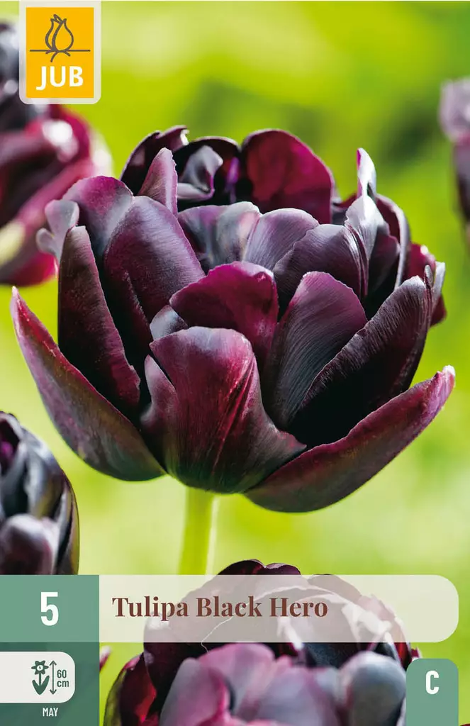Tulppaani Black Hero 5 kpl/pkt - Kukkasipulit - 8712438507403 - 1
