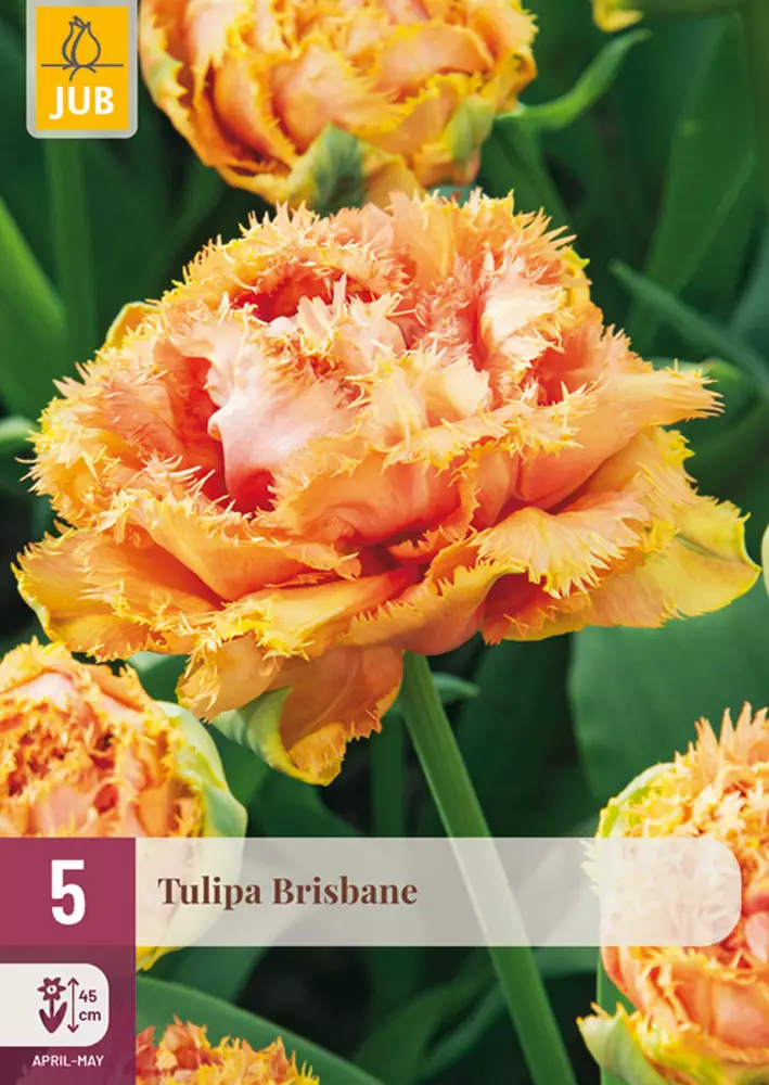 Tulppaani Brisbane 5 kpl/pkt - Tulppaanit - 8712438983153 - 1