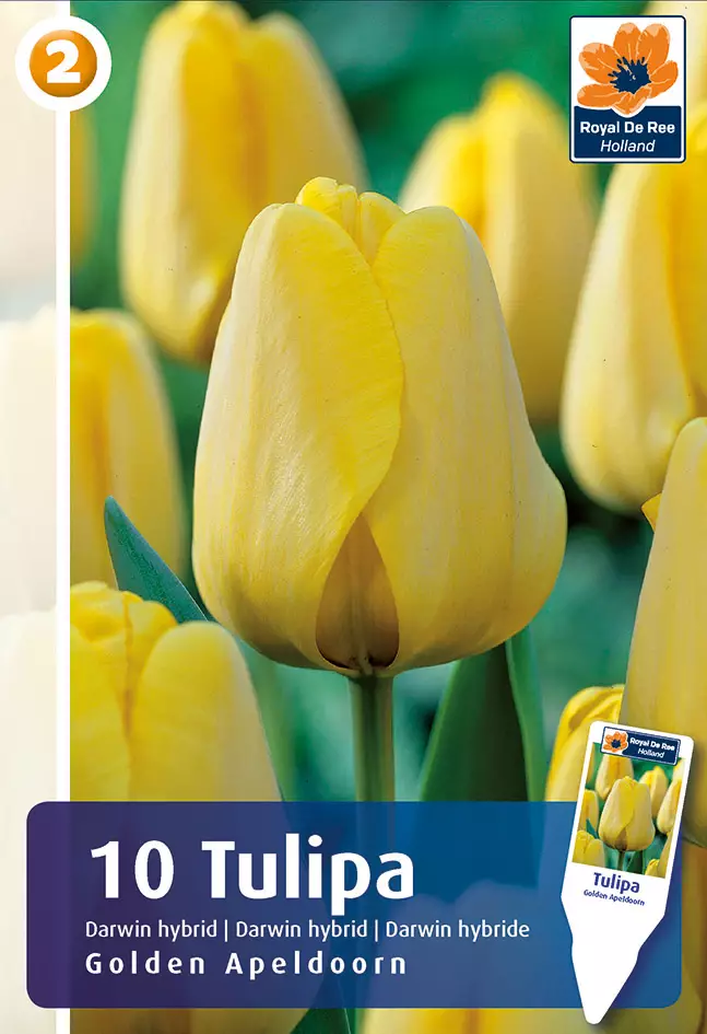 Tulppaani Golden Apeldoorn 6 kpl/pkt - Tulppaanit - 8711148313823 - 1