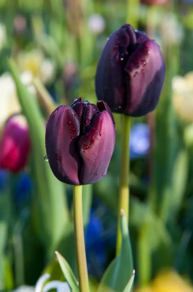 Tulppaani Queen of Night 6 kpl/pkt - Tulppaanit - 8711148313533 - 1