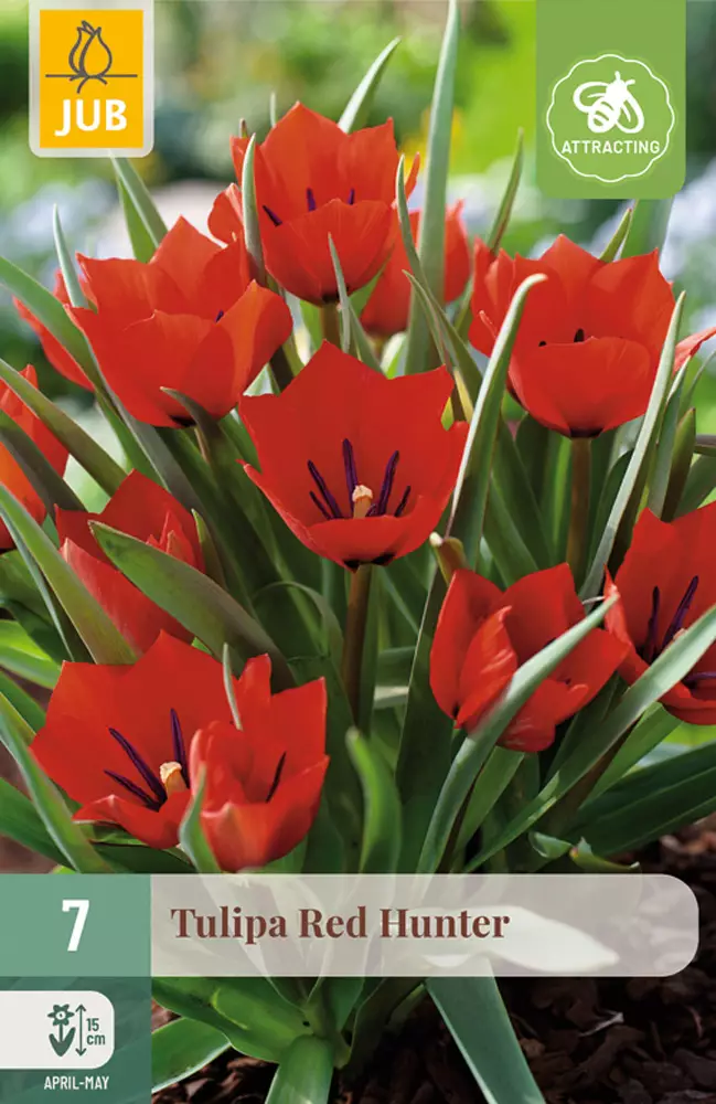 Tulppaani Red Hunter 7 kpl/pkt - Tulppaanit - 8712438509803 - 1