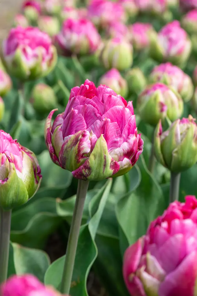 Tulppaani Wicked in Pink 5kpl/pkt - Tulppaanit - 8711148308423 - 1