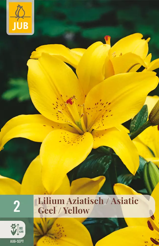 Värililja Asiatic Yellow 2 kpl/pkt - Liljat - 8712438520853 - 1