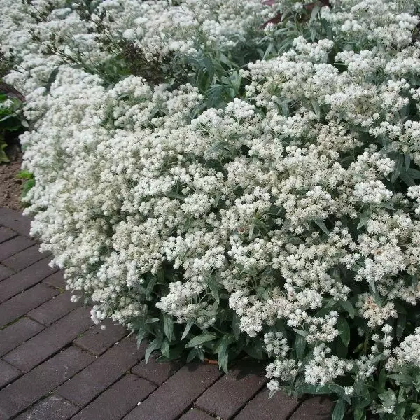 Villanukkajäkkärä - Perennat - 70233 - 1