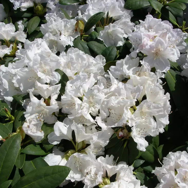 Yakushimanalppiruusu Schneekrone - Alppiruusut ja atsaleat - 35693 - 1