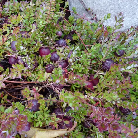 Amerikankarpalo Early Black - Erikoismarjat ja hyötykasvit - 21774 - 1