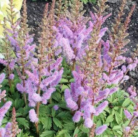 Kääpiöjaloangervo Pumila - Perennat - 7084 - 1