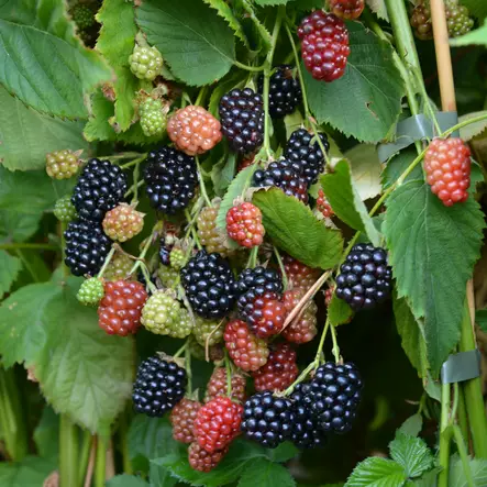 Karhunvadelma Navaho - Vadelmat - 21674 - 1