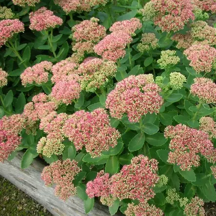 Komeamaksaruoho Herbstfreude - Perennat - 7534 - 1