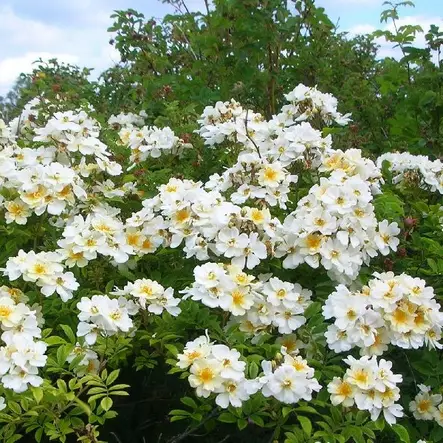 Köynnösruusu Lykkefund (Hunajaruusu) - Köynnösruusut - 2514 - 1