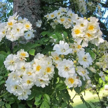 Köynnösruusu Lykkefund (Hunajaruusu) - Köynnösruusut - 2514 - 2