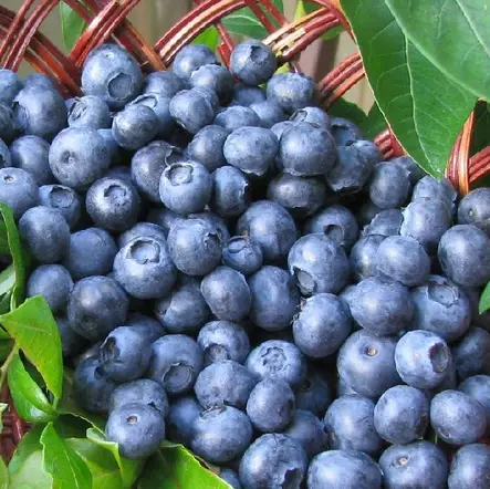 Pensasmustikka North Blue - Mustikat - 2244 - 1