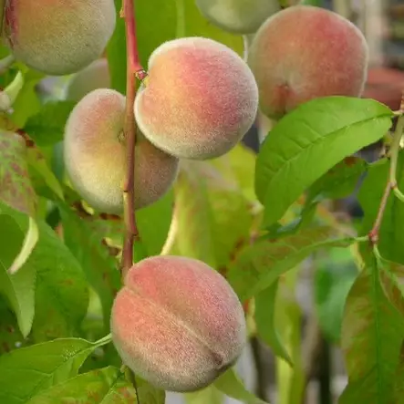 Persikka Riga - Hedelmäpuiden erikoislajikkeet - 14194 - 1