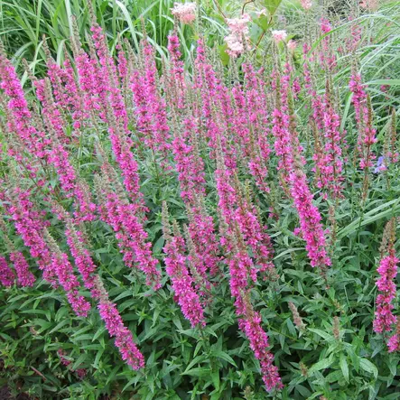 Pohjanrantakukka - Perennat - 7354 - 1