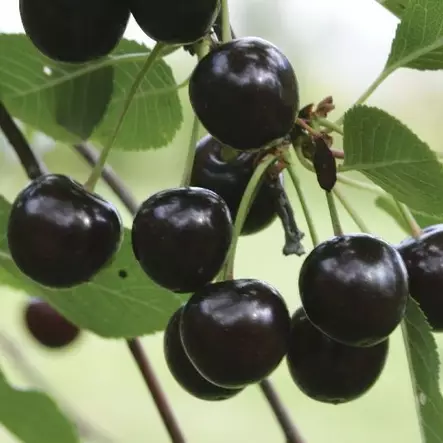 Suklaakirsikka Chokoladnaja pensas - Kirsikkapuut - 1384 - 1