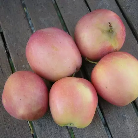 Talviomena Åkerö - Omenapuut - 1224 - 1