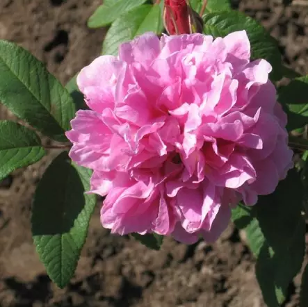 Teresanruusu Therese Bugnet - Puistoruusut - 2884 - 1