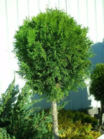 Timanttituija Smaragd runkopallo Rk 60 - Bonsait ja erikoishavut - 84774 - 1