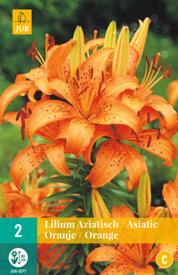 Värililja Asiatic Orange 2 kpl/pkt - Liljat - 8712438520884 - 2