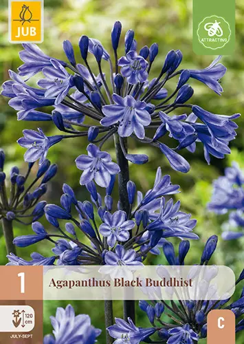 Sinisarja Black Buddhist 1 kpl/pkt - Muut kukkasipulit - 8712438985164 - 1