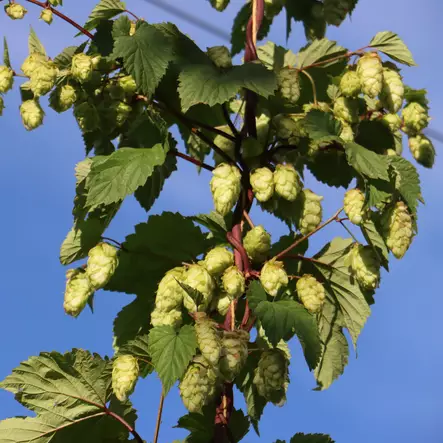 Humala Torppari - Köynnöskasvit - 51394 - 1