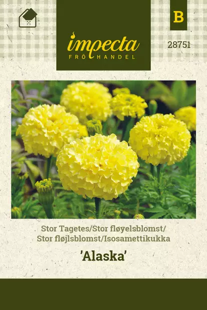 Isosamettikukka Alaska - Kukkien ja koristeheinien siemenet - 7332756287514 - 0