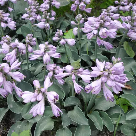 Jalokuunlilja Blue Mouse Ears - Perennat - 72604 - 1