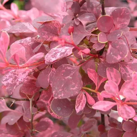 Japaninhappomarja Pink Queen - Koristepensaat - 45204 - 1