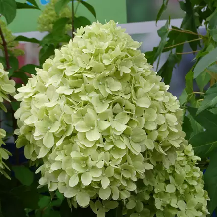 Japaninhortensia Limelight rungolla - Koristepuut - 45734 - 1