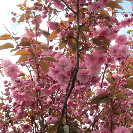 Japaninkirsikka Kanzan rungolla - Koristepuut - 4354 - 1