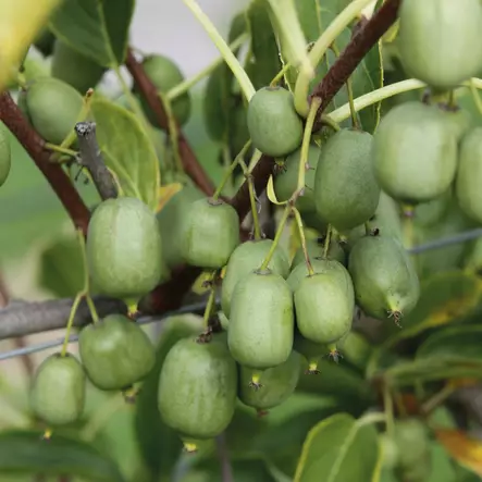Japaninlaikkuköynnös Nekita - Köynnöskasvit - 50084 - 1