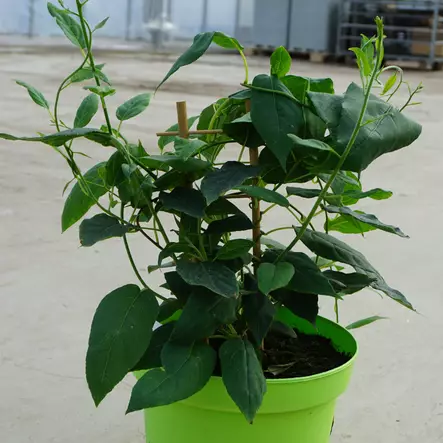 Japaninlaikkuköynnös Nekita - Köynnöskasvit - 50084 - 2