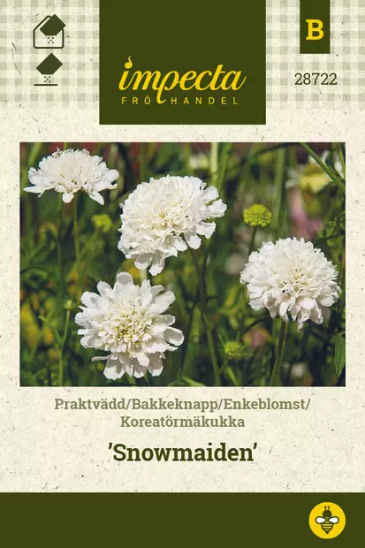 Koreatörmäkukka Snowmaiden - Kukkien ja koristeheinien siemenet - 7332756287224 - 0