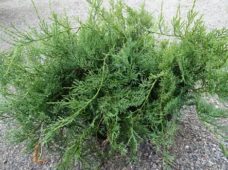 Kynäkataja Grey Owl 30-40 - Havupuut - 61154 - 1