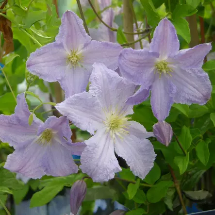 Loistokärhö Blue Angel (Blekitny Aniol) - Köynnöskasvit - 5204 - 1