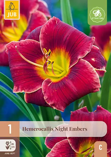 Päivänlilja Night Embers 1 kpl/pkt - Muut kukkasipulit - 8712438635304 - 1