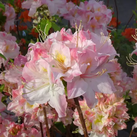 Puistoatsalea Satomi - Alppiruusut ja atsaleat - 35284 - 1