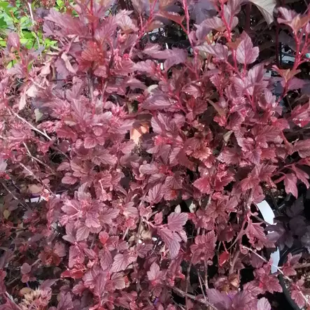 Purppuraheisiangervo Spicy Devil - Koristepensaat - 46074 - 2