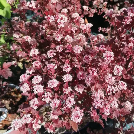 Purppuraheisiangervo Spicy Devil - Koristepensaat - 46074 - 1