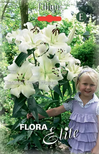 Puulilja Pretty Woman 2 kpl/pkt - Liljat - 8711554819384 - 1