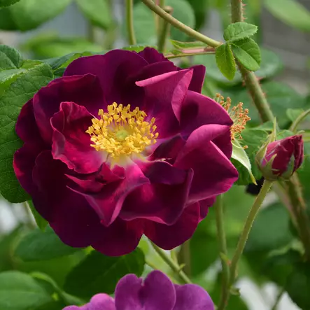 Ranskanruusu Merveille - Puistoruusut - 24914 - 2