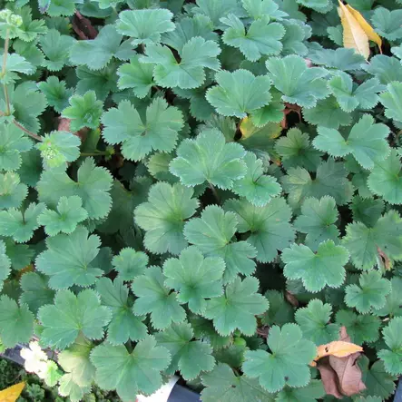 Reunuspoimulehti - Perennat - 70224 - 1