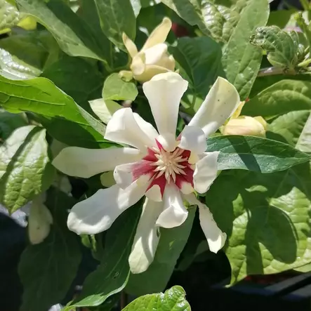 Rosettipensas Venus (kalukkipensas) - Koristepensaat - 45264 - 1