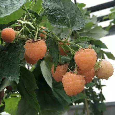 Ruukkuvadelma Patio Orange - Vadelmat - 21564 - 1