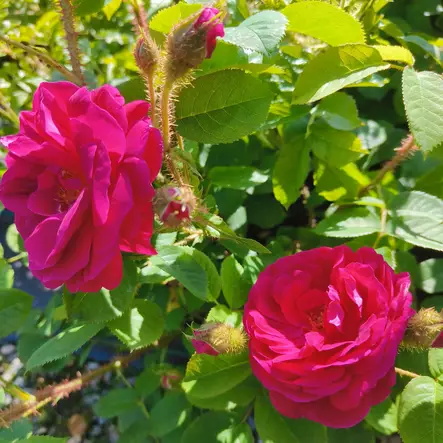 Sammalruusu Henri Martin omaj. - Puistoruusut - 23934 - 1