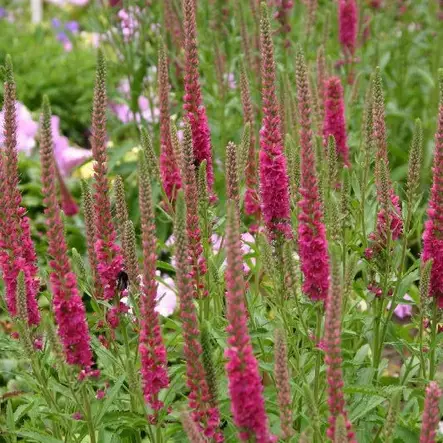 Tähkätädyke Rotfuchs - Perennat - 75834 - 1