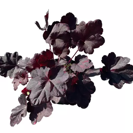 Tarhakeijunkukka Midnight Rose - Perennat - 72594 - 1