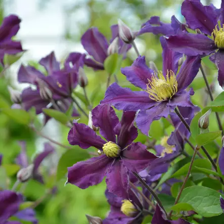 Tarhakellokärhö Once More - Köynnöskasvit - 50754 - 1