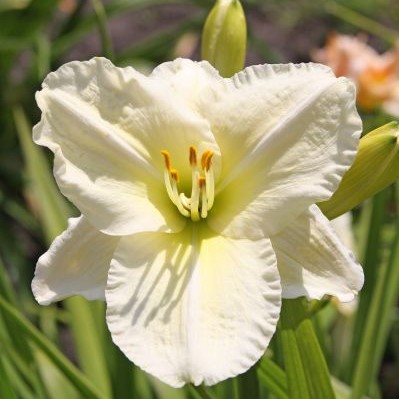 Tarhapäivänlilja Joan Senior - Perennat - 7244 - 1